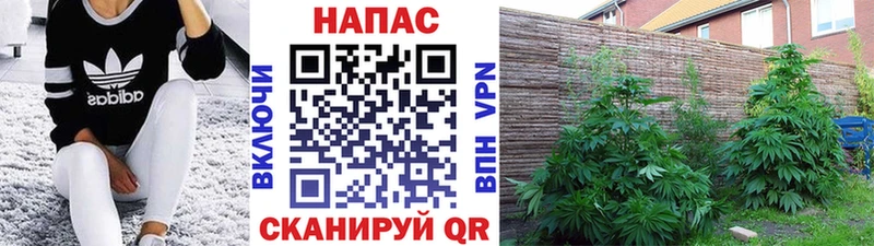 Бошки марихуана планчик  Моршанск 